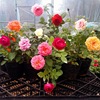 Ou Yuehua Miao and Tengye this season's garden balcony potted flowers multi -flower rose flower seedlings climbing flowers bloom in many seasons