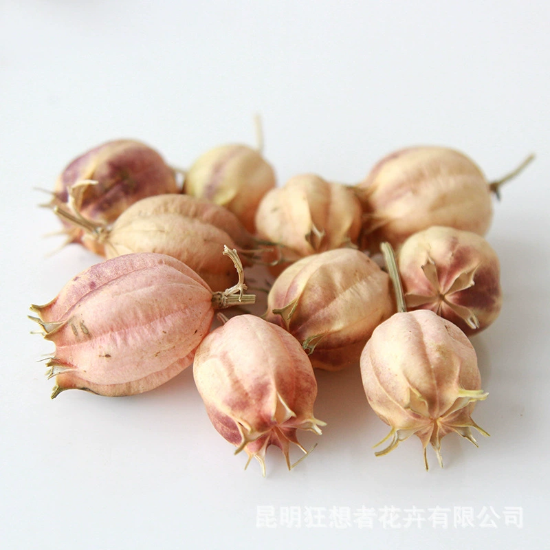 Dry Flower DIY Materials [Dry Fruit] Madman Sommelier Candle Plant Simagon Handmade Class Dry Flower Dry Branches Material