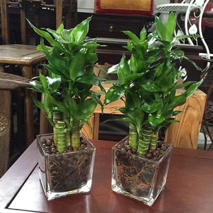 Backgammon Guanyin Bamboo Rich Bamboo Lotus Bamboo Water Culture Soil Culture Potted Indoor Plants Formaldehyde-Absorbing Hydroponic Plants