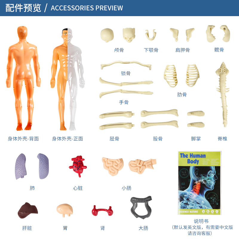 Human Model Children's Toy Stem Cognitive Science and Education Educational Organ Assembly Bone Skeleton Construction Factory Wholesale