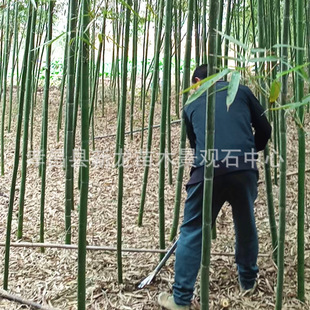 Hubei Bamboo Bamboo Seedlings Landscaping Bamboo Moso Bamboo Water Bamboo Landscaping Hedge Park Community Wetland Greening