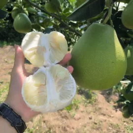 鸡蛋;柑桔;植物油