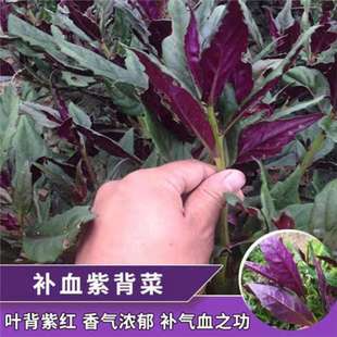 天然紫背菜种子天葵血皮菜种籽四季盆栽阳台红凤菜观音菜种孑-阿里巴巴