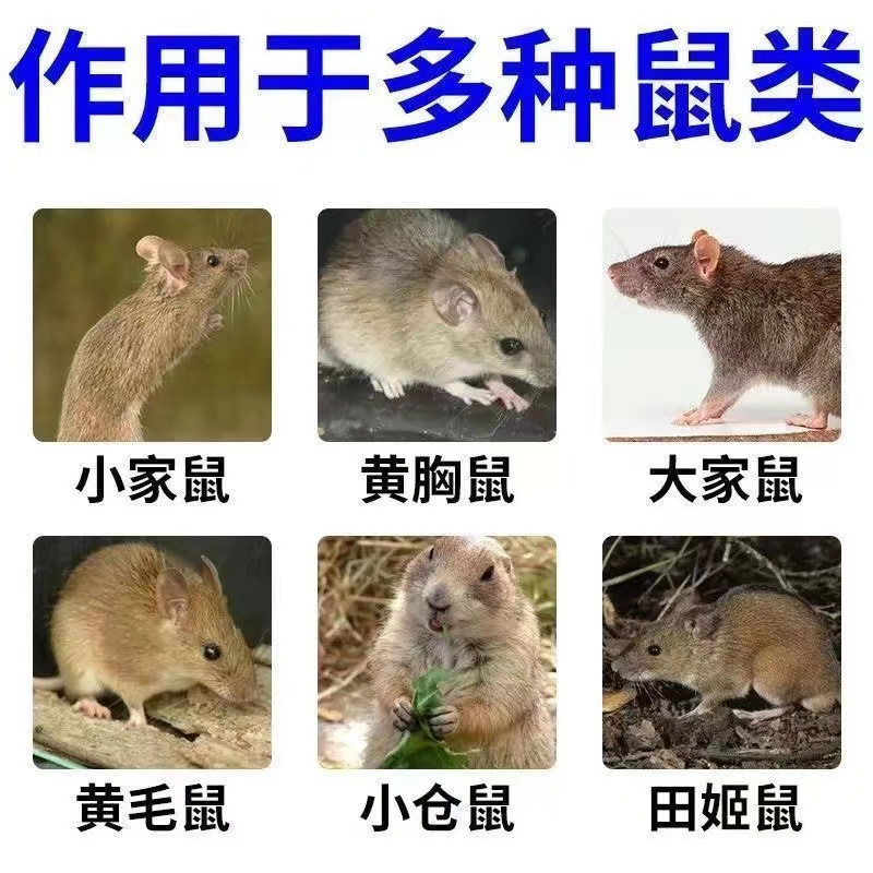 老鼠药特效强效正品批发耗子药雷公藤甲素工厂家庭装老鼠药三步倒
