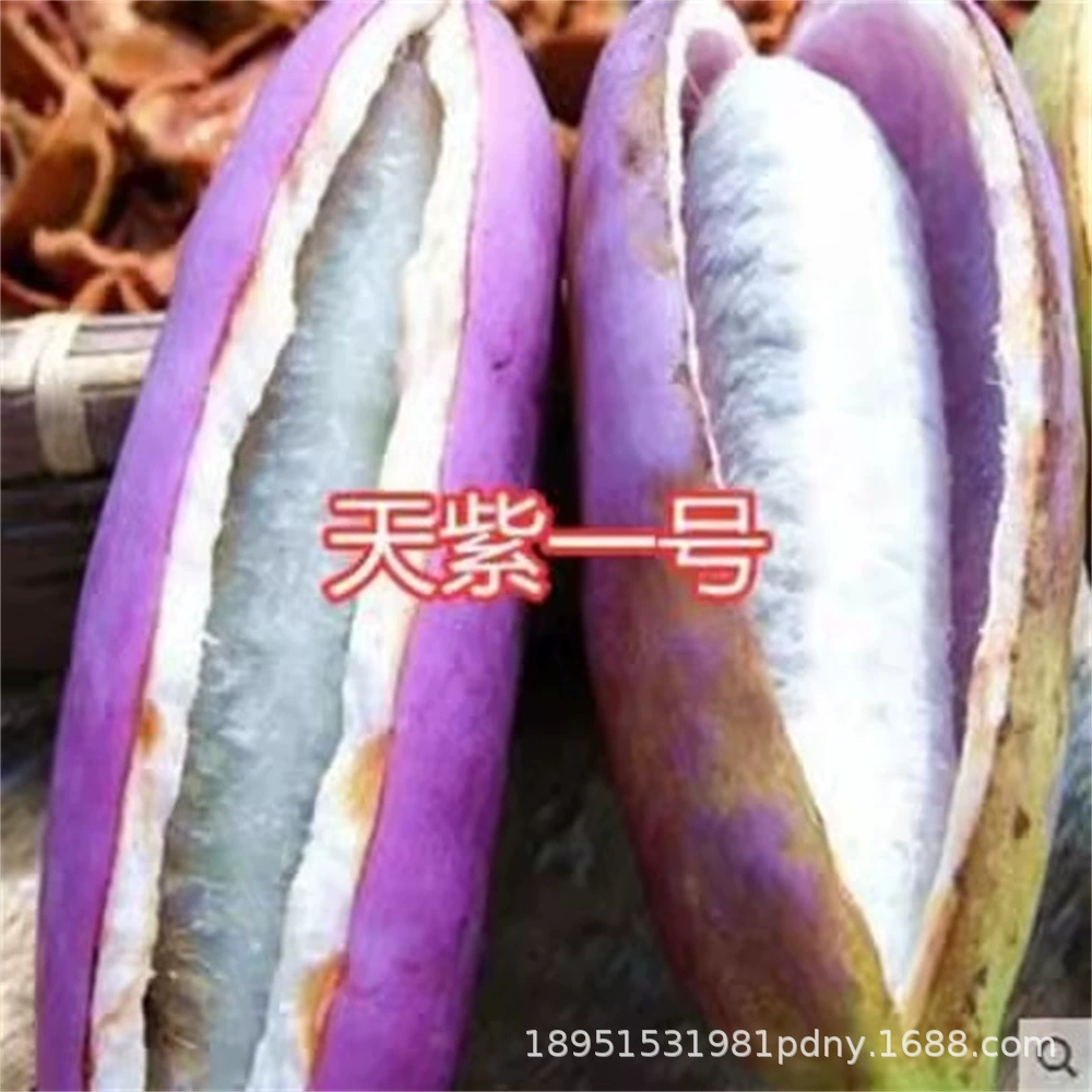 Конопляная кокра Августская рассада дыни без косточек плодов в том году фрукты трехлистная бочка Четыре сезона посадка Август жареная Дыня