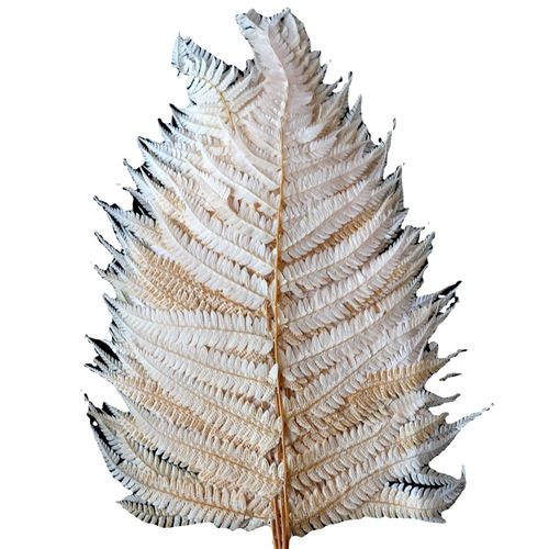Immortal money fern dragon's claw fern big fern leaf dragon's beard preserved flower manufacturer wholesale dried flower floating bottle diy flower material