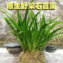 菖蒲水培水生盆栽植物花卉草庭院池塘养龟微造景观室内外四季绿植