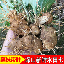 水田七 新鲜屈头鸡 土三七 水田七苗中 草药 500g包邮水虾公干货