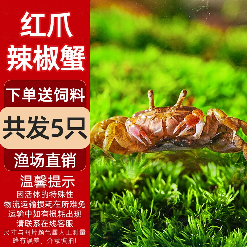 Миничилийсковая жареная крабовая ornamental Fish Hermit Crab Подводная маленькая водорослеедка Малый Краб Романтическая креветка