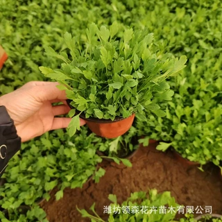 冰岛虞美人盆栽 多年生冰岛虞美人花苗混色红花四季易活耐寒花苗