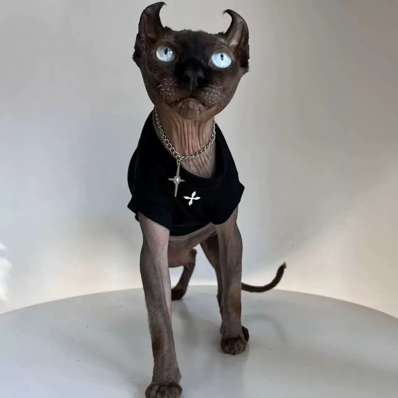猫咪衣服高级简约无袖薄短袖德文斯芬克斯无毛猫四季通用宠物衣服
