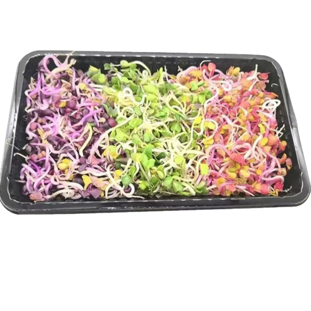 Fresh Hydroponic Red Radish Sprouts, Purple Radish Sprouts, Salad Sprouts, Vegetable Sprouts for Restaurant and Hotel Plating Decoration