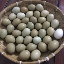 枚七彩鸡蛋新鲜当天枚枚土鸡蛋笨柴鸡蛋农家散养鸡蛋