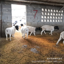 纯种黑头杜泊羊养殖场出售三个月的白头杜泊羊种羊多少一只