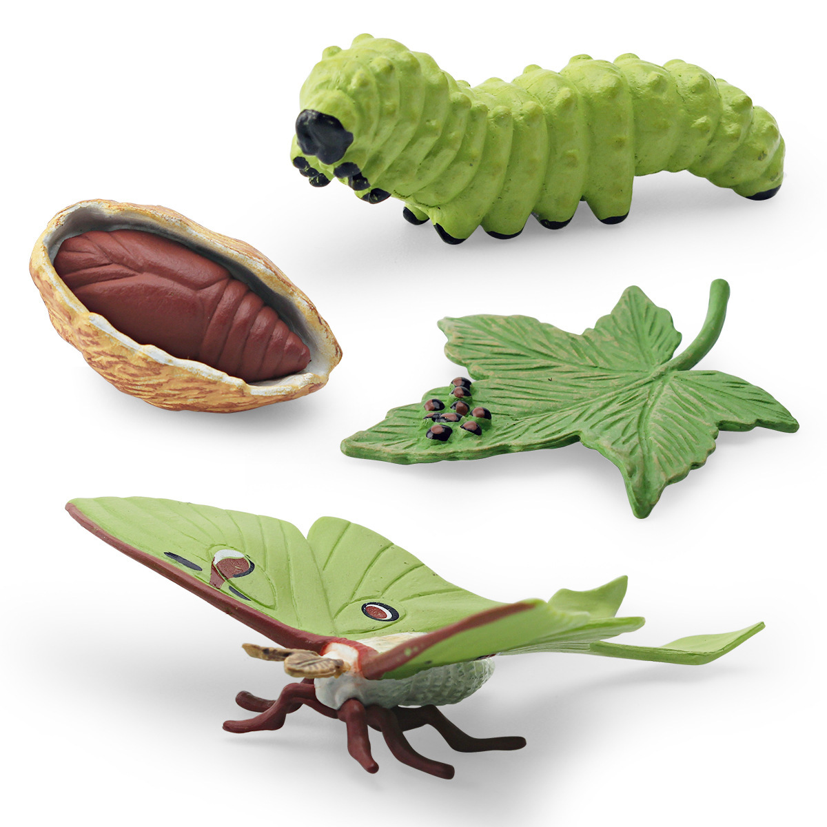 Simulación transfronteriza insecto animal Luna polilla modelo de ciclo de crecimiento cola larga gusano de seda polilla agua clara polilla proceso de crecimiento adornos