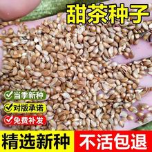 当年新采平邑甜茶种子蒙山甜茶茶海棠嫁接苹果实生砧木灌木树种籽