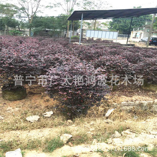 �V�|�Ռ����л������ͼt���^ľ�Ř�ͥԺ���^�t��ľ���@�־G���t�^