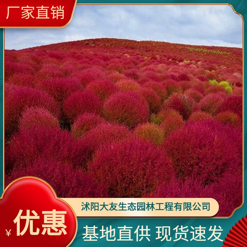 Кожа молотая пшеничная метла рассада веник блюдо Павлин сосна Цвет почвопокровного растения база прямых продаж