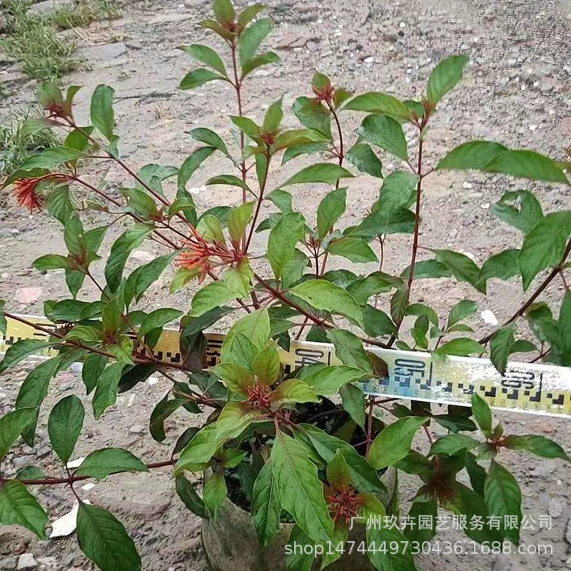 Ximeili рассада смотреть цветы и растения двор парк цветок зеркало клумба смотреть цветы и зеленые растения