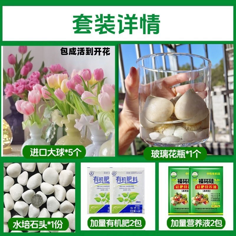 Round bottle hydroponic kit: mixed tulip 5 large bulbs + 2 nutrient solutions + 2 fertilizers + glass bottle + stones (variety can be specified in the order notes)