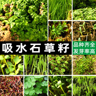 ��ˮʯ������ˮʯ�辰ֲ���΢���^��ɽ�ϷN���쾰��������ݷN��