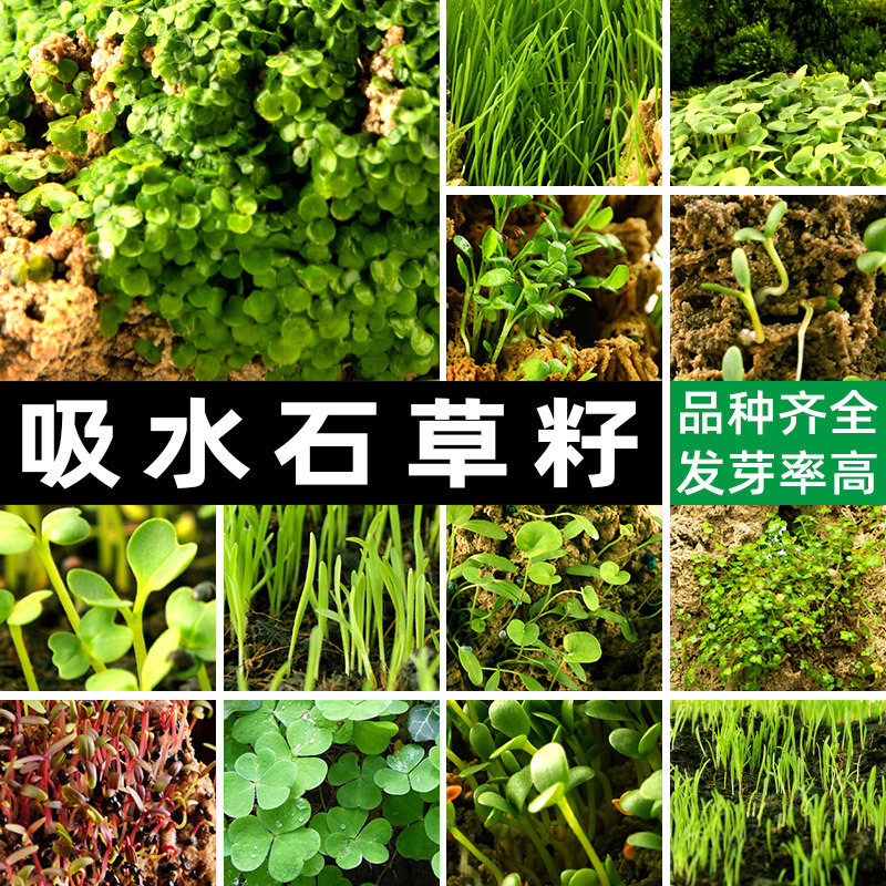 Water-Absorbing Stone for Bonsai Plants, Micro-Landscape Rockery Planting Grass Seeds, Pearl Grass Seeds Water-Absorbing Stone for Bonsai Plants, Micro-Landscape Rockery Planting Grass Seeds, Pearl Grass Seeds