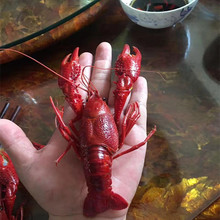 ۶ꖺ���ˮС���r���]10kg�����������4-5-6С���r�Ƶ����B�i