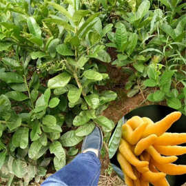 湖南佛手柑果树苗木批发采购价格图片 嫁接优质佛手果苗基地直销