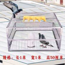 天落笼加密信鸽户外笼只进不出抓野鸽子捕鸽收鸽机跳笼子撞门