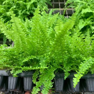 202 base wholesale supply of Boston fern plug seedlings tissue culture seedlings large price excellent ferns