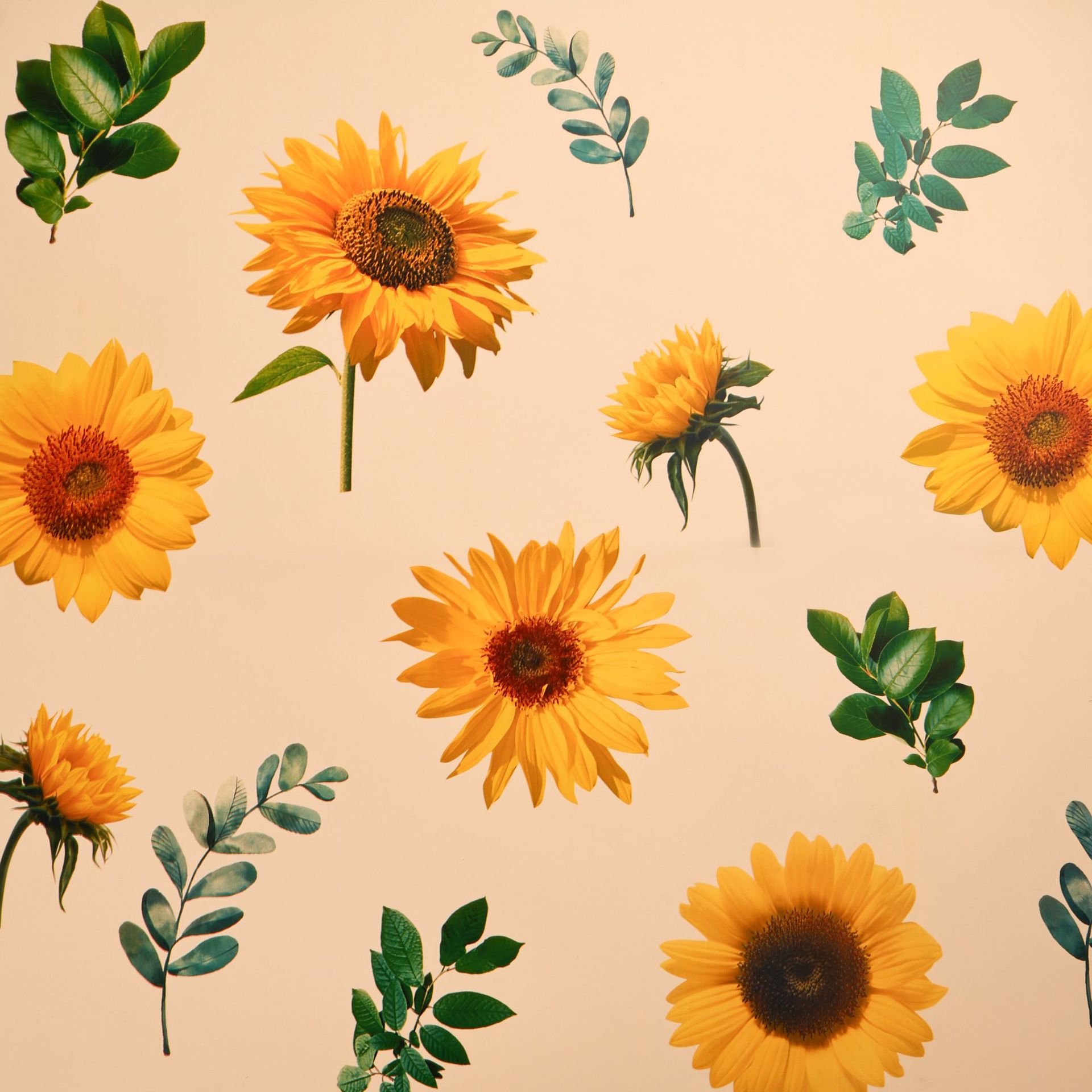 매력적인 샴페인;57x57cm±5%