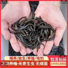 杰泥鳅苗鲜活喂养放生钓鱼龙鱼活饵乌龟饲料泥鳅养殖淡水观赏鱼