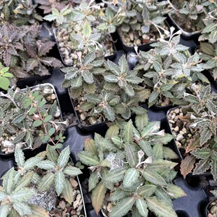 �D����� Euphorbia tulearIensis �����K���������ԾGֲ