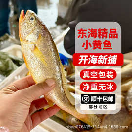 东海黄花鱼新鲜冷冻野生黄鱼小黄鱼海鲜水产批发净重4斤装包邮