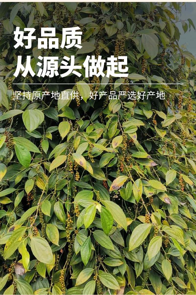 White Pepper Granules (Piper nigrum) — Dried Culinary Spice for Broths & Seasoning key features