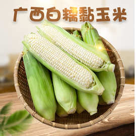 广西新鲜白糯玉米 代发3/5斤新鲜黏糯鲜玉米棒子当季苞米