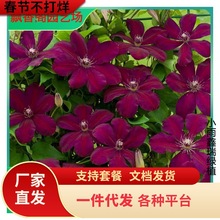 中国红铁线莲花苗盆栽早花大花组阳台庭院花墙攀爬藤本花卉植物