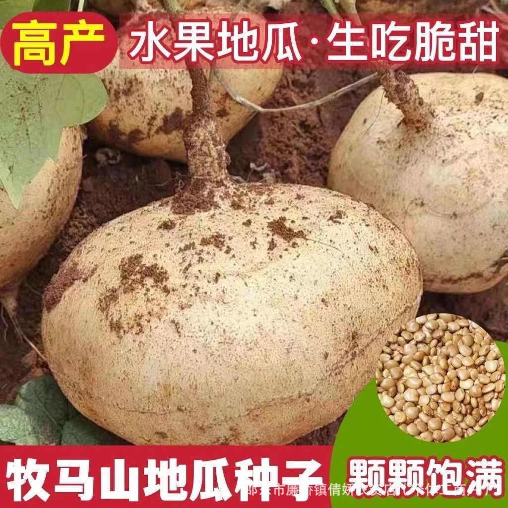 牧马山地瓜种子早熟高产甜脆地瓜种子春天种子农家露地早熟凉薯种