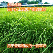 Ұţ���ļ����}�|���۲ݷN�ӏ��~��ü���ݷN���o�·�������ʧ����