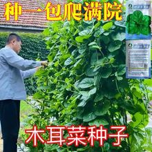 大叶木耳菜种子四季种速生豆腐菜种籽春夏秋阳台盆栽田园蔬菜种子