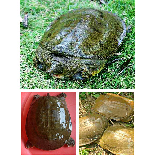 Small medicine for fishing soft-shelled turtle, old turtle bait, food attractant, aggregation agent bait, water fish, turtle foot fish, old turtle turtle, fish hook for fishing tortoise