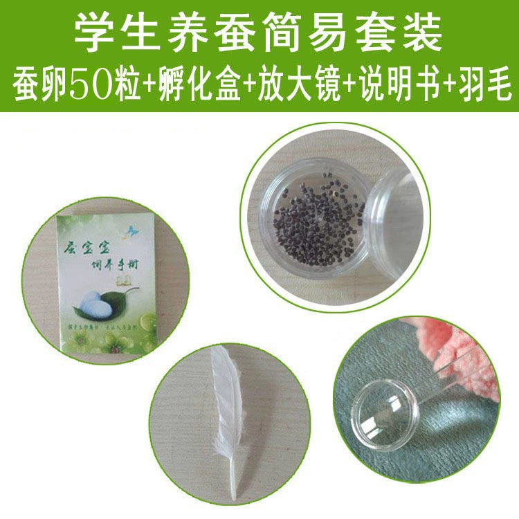 100 яиц тутового шелкопряда, новые яйца тутового шелкопряда 2026 года, личинки тутового шелкопряда, домашний тутовик, белый набор, молодняк тутового шелкопряда, семена тутового шелкопряда для экспериментов, для биологических классов