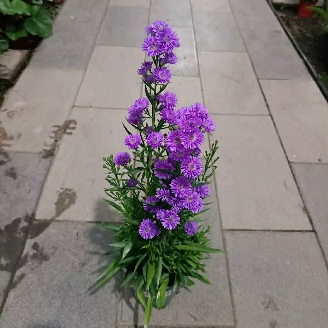 2205 база оптовая поставка тяжелых лепестков Таиланд Маргарет горшечные цветы