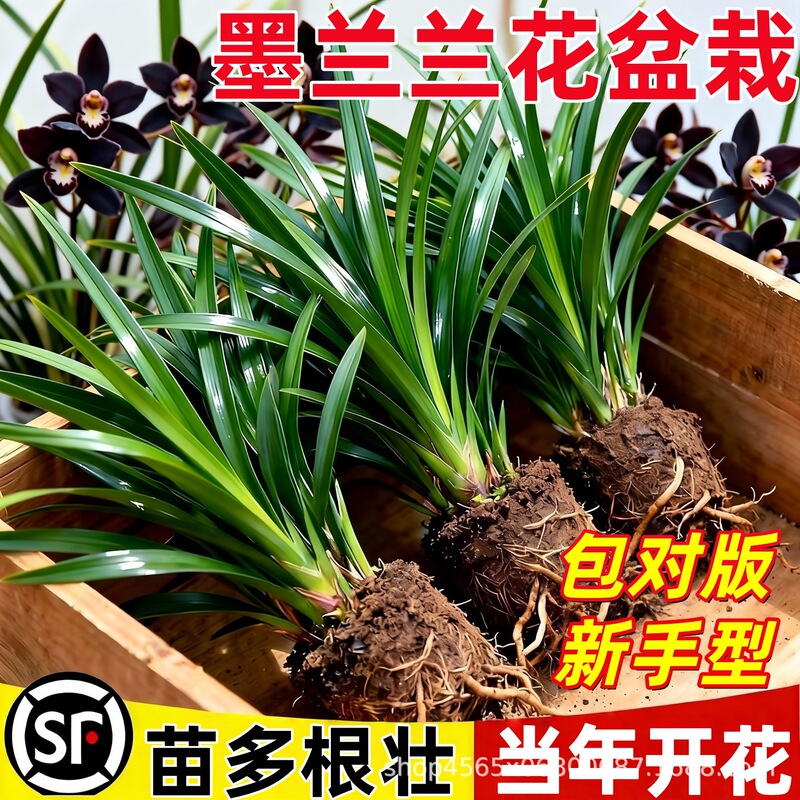 Potted Ink Orchid with Flower Buds, Strong Fragrance, Suitable for Indoor Living Room or Balcony, Hardy Green Plant, Blooms in the Same Year