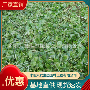 Large Wholesale Green Hydroponic Plants Aquatic Plants Copper Money Grass Mushroom Grass Round Coin Grass