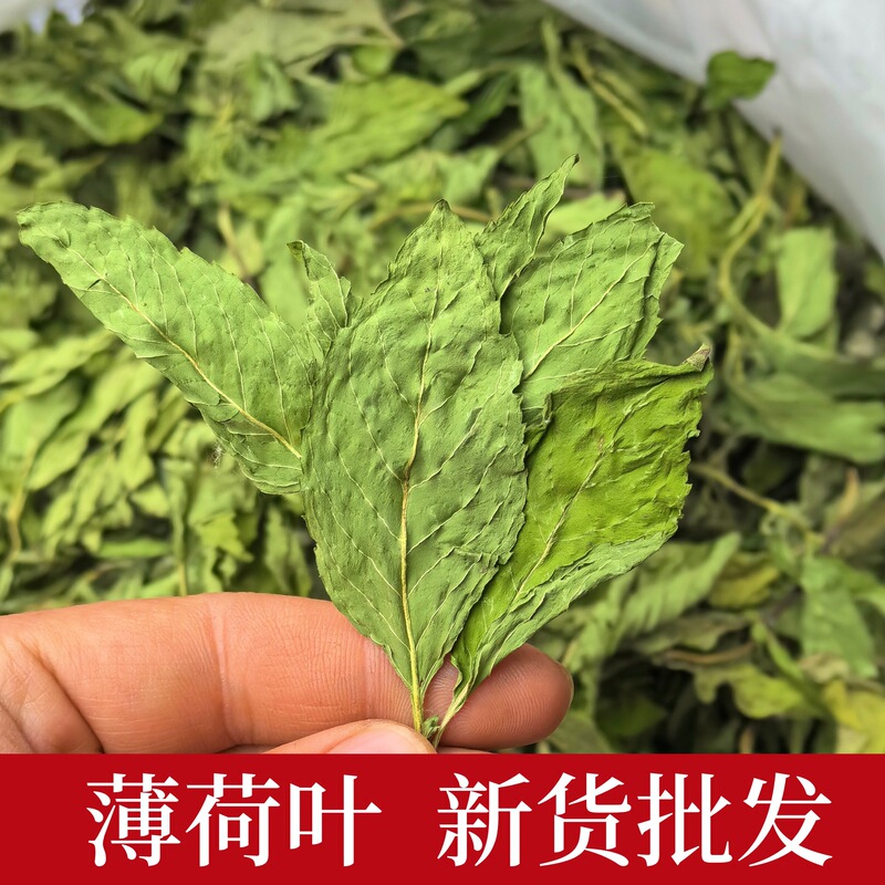 Wholesale Supply of New Crop Dried Mint Leaves 500g, Large Leaf Mint Leaves, Mint Tea Granules, Herbal Tea Wholesale Supply of New Crop Dried Mint Leaves 500g, Large Leaf Mint Leaves, Mint Tea Granules, Herbal Tea