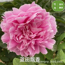 牡丹花苗芍药种球根种球四季开花庭院阳台大盆栽多年生花卉种球根