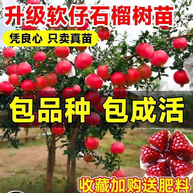 【当年结果】突尼斯软仔石榴树树苗蒙阳红无籽庭院果树果苗盆栽