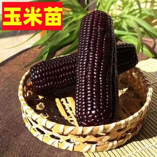 ���������������紺���ЙC���ˮ�����׺�Ŵ���ײ����S�����̨��