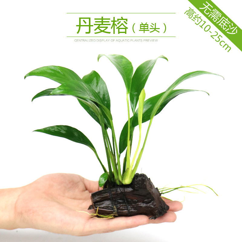 水槽造園パッケージ、水ヤシ、沈木、本物の水、淡水、無土壌植物、酸素化、低パール|undefined